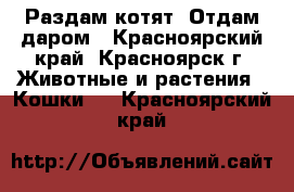 Раздам котят. Отдам даром - Красноярский край, Красноярск г. Животные и растения » Кошки   . Красноярский край